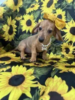 Daisy , a female Miniature Dachshund for sale in Merritt Island, FL – 3 of 10