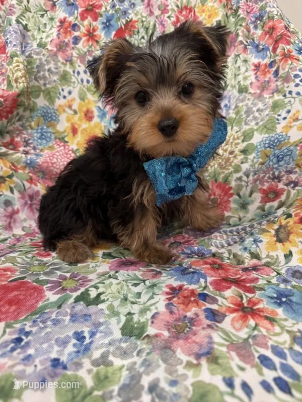 Cooper  – Yorkshire Terrier puppy on hold in Merritt Island, FL