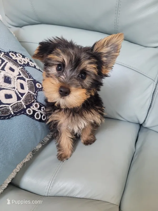 Teddy  – Yorkshire Terrier puppy for sale in Merritt Island, FL