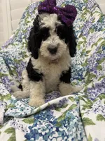 Izzy, a female Bernedoodle for sale in Merritt Island, FL – 2 of 10