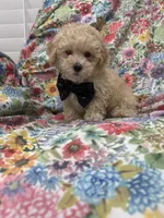 Peaches 🍑 , a male Maltipoo for sale in Merritt Island, FL – 1 of 9