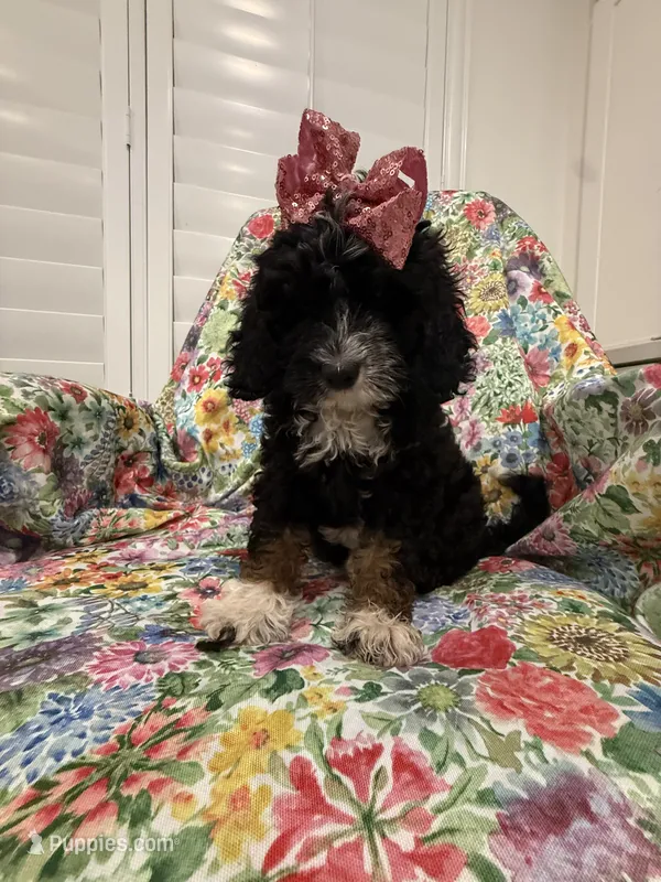 Bella  – Miniature Bernedoodle puppy for sale in Merritt Island, FL