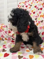 Snickers , a male Miniature Bernedoodle for sale in Merritt Island, FL – 7 of 10