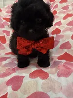 Hunter , a male Shihpoo for sale in Merritt Island, FL – 8 of 9