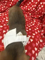 Scrappy , a male Miniature Dachshund for sale in Merritt Island, FL – 6 of 7