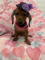 Winnie , a female Miniature Dachshund for sale in Merritt Island, FL – 10 of 10