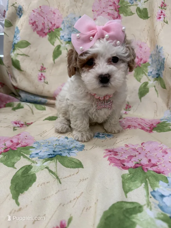Lilly – Poodle - Miniature  puppy for sale in Merritt Island, FL