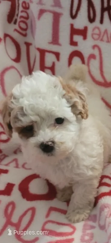 Lilly – Poodle - Miniature  puppy for sale in Merritt Island, FL