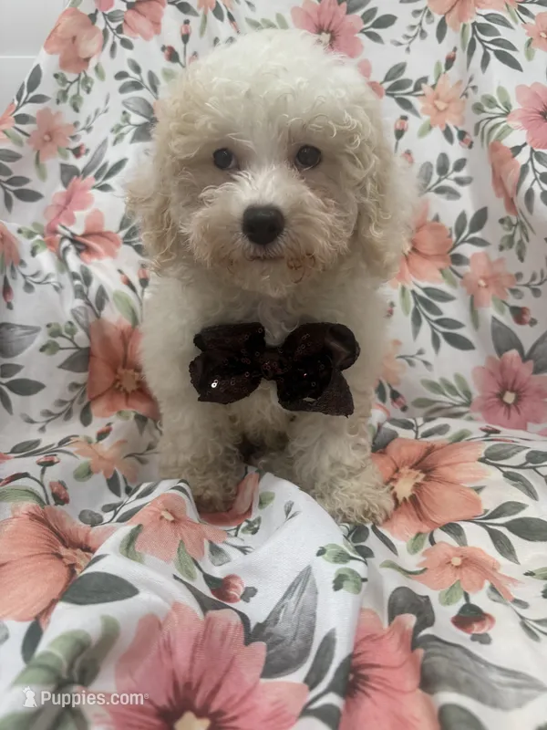 Remi  – Maltipoo puppy for sale in Merritt Island, FL