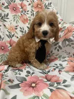 Colby , a male Cavapoo for sale in Merritt Island, FL – 6 of 10