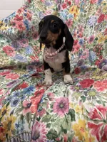 Lilly, a female Miniature Dachshund for sale in Merritt Island, FL – 5 of 9