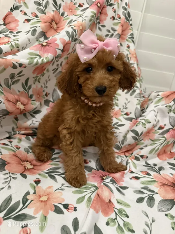 Ruby  – Poodle - Miniature  puppy for sale in Merritt Island, FL
