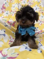 Zeus , a male Yorkipoo for sale in Merritt Island, FL – 4 of 8