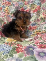 Violet , a female Yorkshire Terrier for sale in Merritt Island, FL – 6 of 7