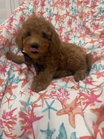 Cooper, a male Poodle - Miniature  for sale in Merritt Island, FL – 9 of 10