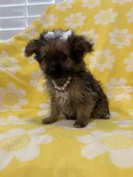 Lilly , a female Yorkipoo for sale in Merritt Island, FL – 4 of 9