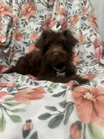 Madison , a female Yorkipoo for sale in Merritt Island, FL – 6 of 10