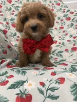 Cooper , a male Poodle - Miniature  and Cavachon for sale in Merritt Island, FL – 9 of 10