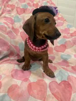 Winnie , a female Miniature Dachshund for sale in Merritt Island, FL – 5 of 10