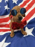 Tater Tot , a male Miniature Dachshund for sale in Merritt Island, FL – 6 of 9