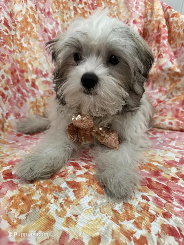 Maverick  – Mal Shi puppy for sale in Merritt Island, FL