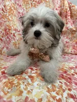 Maverick , a male Mal Shi for sale in Merritt Island, FL – 2 of 10