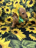 Daisy , a female Miniature Dachshund for sale in Merritt Island, FL – 9 of 10