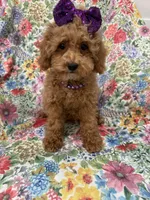 Violet , a female Poodle - Miniature  for sale in Merritt Island, FL – 6 of 10