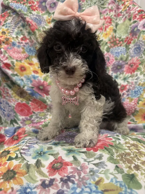 Bianca  – Poodle - Toy  puppy for sale in Merritt Island, FL