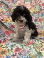Bianca , a female Poodle - Toy  for sale in Merritt Island, FL – 1 of 3