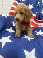 Hunter, a male Poodle - Miniature  for sale in Merritt Island, FL – 8 of 8