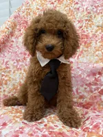 Riley , a male Poodle - Miniature  for sale in Merritt Island, FL – 10 of 10