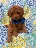 Riley , a male Poodle - Miniature  for sale in Merritt Island, FL – 2 of 10