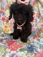 Pepper , a female Poodle - Toy  and Cavachon for sale in Merritt Island, FL – 7 of 8