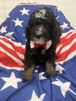 Pepper , a male Bernedoodle for sale in Merritt Island, FL – 6 of 8