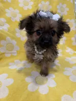 Lilly , a female Yorkipoo for sale in Merritt Island, FL – 9 of 9