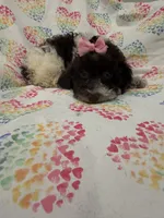 Bianca , a female Poodle - Toy  for sale in Merritt Island, FL – 7 of 10