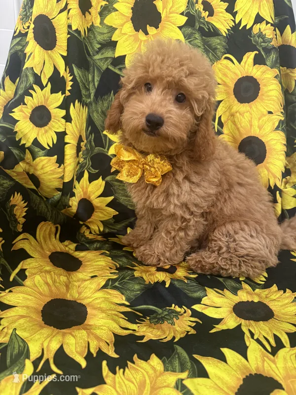 Oakley  – Miniature Goldendoodle puppy for sale in Merritt Island, FL