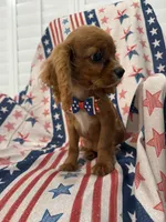 Rhett, a male Cavalier King Charles Spaniel for sale in Merritt Island, FL – 8 of 9
