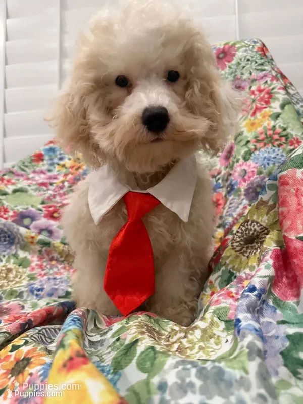 Remi  – Maltipoo puppy for sale in Merritt Island, FL
