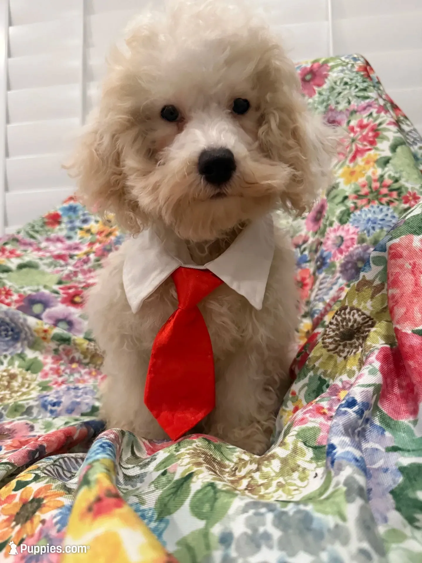 Remi , a male Maltipoo for sale in Merritt Island, FL – 2 of 7