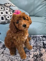 Scarlett, a female Poodle - Miniature  for sale in Merritt Island, FL – 3 of 6