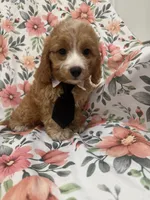 Colby , a male Cavapoo for sale in Merritt Island, FL – 10 of 10
