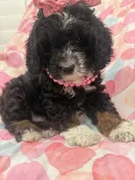 Bella , a female Bernedoodle for sale in Merritt Island, FL – 5 of 10