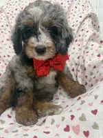 Merlin , a male Miniature Bernedoodle for sale in Merritt Island, FL – 6 of 10