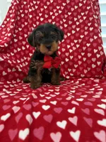 Hunter , a male Yorkshire Terrier for sale in Merritt Island, FL – 7 of 7