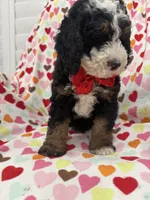 Snickers , a male Miniature Bernedoodle for sale in Merritt Island, FL – 8 of 10