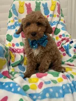 Hunter , a male Poodle - Miniature  for sale in Merritt Island, FL – Photo 2 of 3