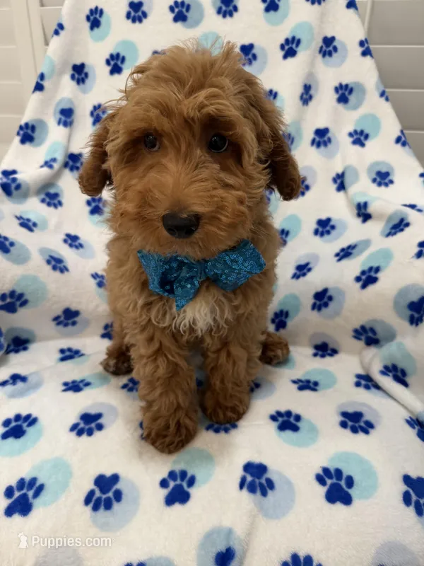 Hunter  – Poodle - Miniature  puppy for sale in Merritt Island, FL