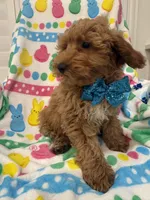 Hunter , a male Poodle - Miniature  for sale in Merritt Island, FL – Photo 3 of 3